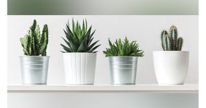 Guide To Repotting Plants Signs That You Need To Repot