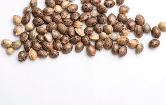 Why You Should Be Buying Your Cannabis Seeds Online