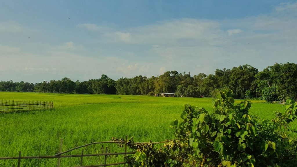 Surface Irrigation