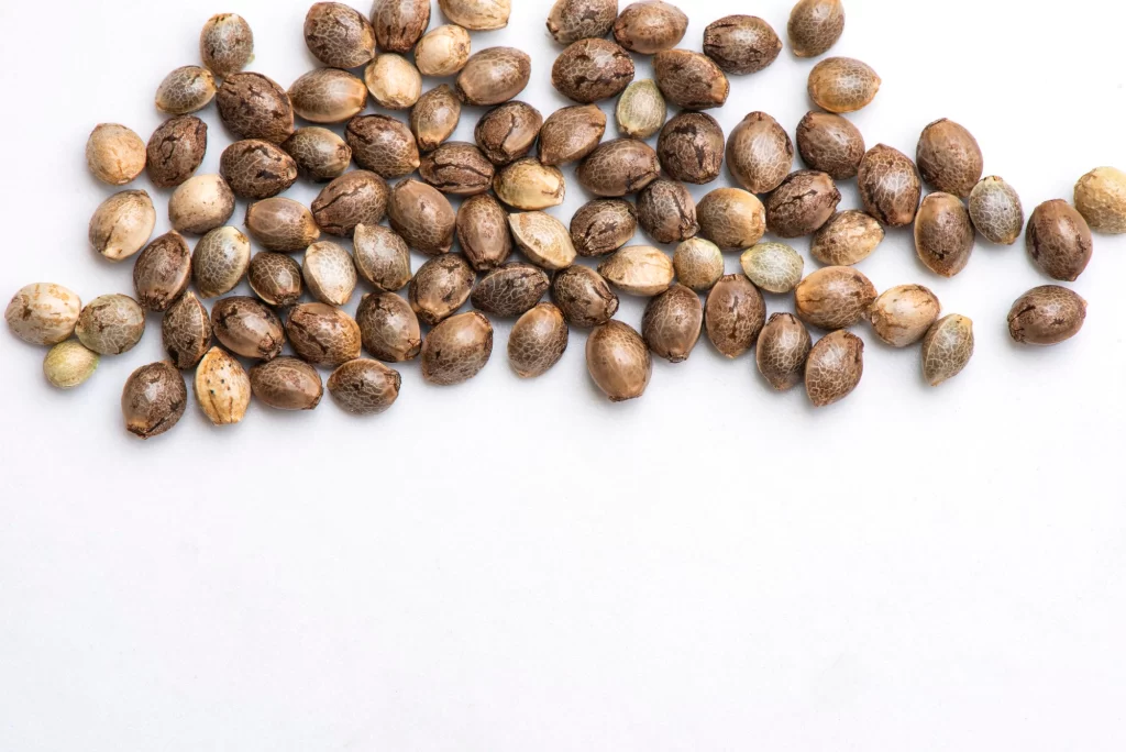 Why You Should Be Buying Your Cannabis Seeds Online