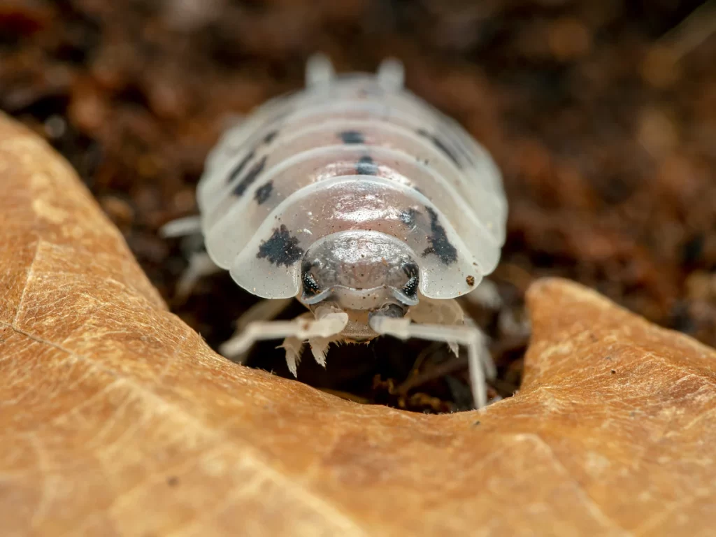 Dairy cow isopods