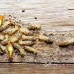 Protect Your Investment: Why Termite Control Services Are Crucially Important in Hong Kong