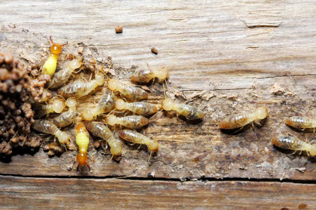 Protect Your Investment: Why Termite Control Services Are Crucially Important in Hong Kong