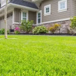 Why Homeowners Prefer to Buy Native Turf Seeds for Sustainable Lawns