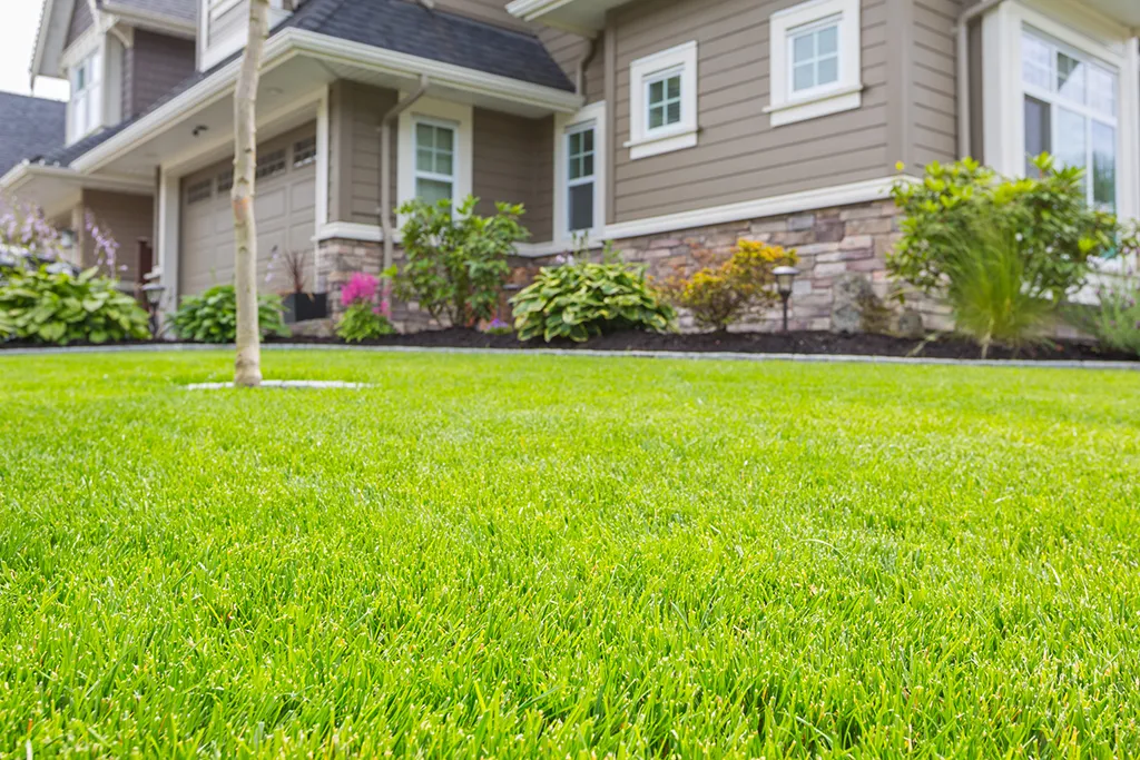 Why Homeowners Prefer to Buy Native Turf Seeds for Sustainable Lawns