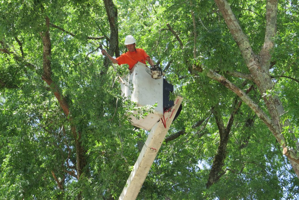 Tree services by Urban Timber Tree Services