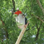 Safety Focused Tree Pruning Services Minimizing Storm Related Property Risks