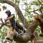 How Stump Grinding Manages Old Tree Remains In Residential Spaces