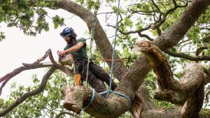 Tree service